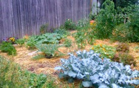 Alex Monticello's CDCG Garden Plot CDCG Garden Photo