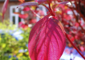 A photo of red autumn leaves and old house in sunshine