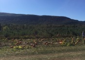 Apple and Pumpkin Picking!