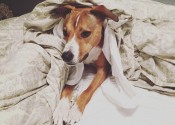 Caitlin's dog - Rylee.
